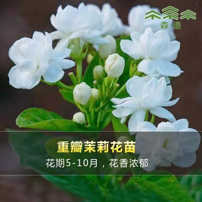 重瓣茉莉花苗室内外绿植阳台花卉盆栽茉莉花老桩四季开花庭院窗台