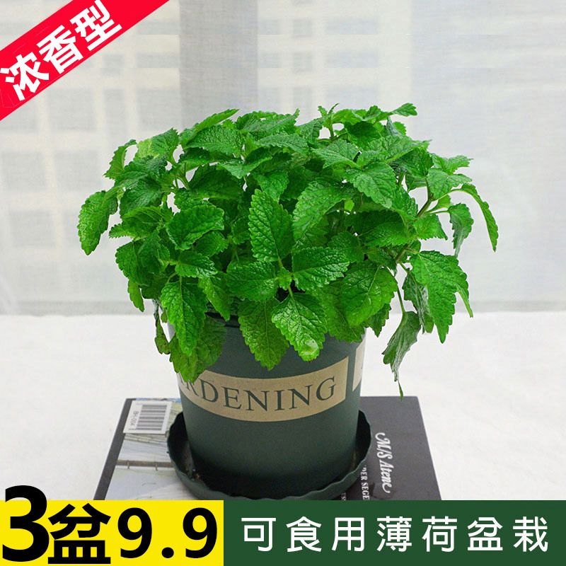 薄荷盆栽留兰香薄荷叶苗食用可水桌面绿植