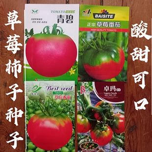 草莓西红柿种子番茄百思特大果粉红色春季秋季菜园露地酸甜