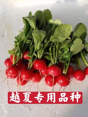 蔬菜耐热荷兰进口夏季品种水萝卜