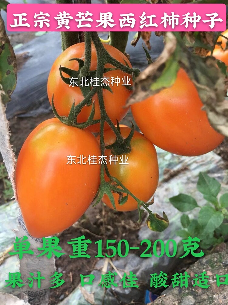 黄芒果黄桃西红柿种子春季秋季香甜沙瓤露地棚室生态园口感番茄