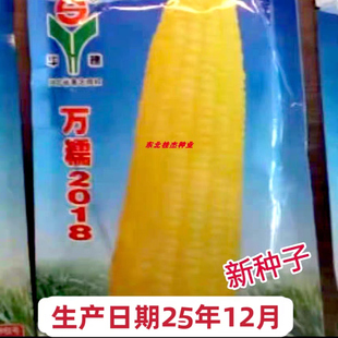 鲜食冷冻非转基因散装 东北黄粘玉米种子万糯2018甜粘优质春季 秋季