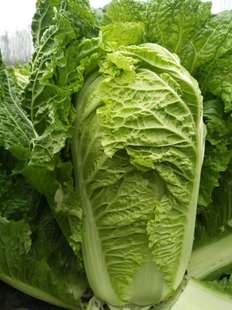 北京新三号东北大白菜种子籽 窖储藏腌酸菜秋季种80天开锅烂四季