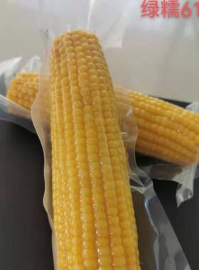 绿糯619东北黄粘玉米新种子籽小粒甜粘大黄粘玉米春季