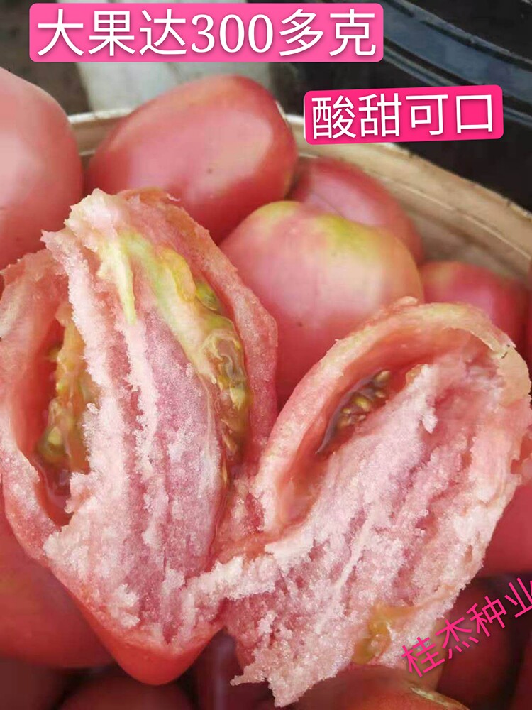 芒果蜜西红柿种子大水果酸甜番茄露地棚室春秋四季阳台包邮130粒