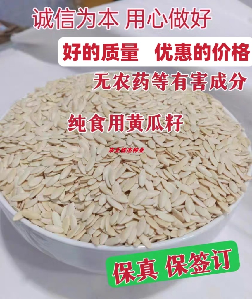 饱满正宗食用纯黄瓜籽没农药新籽
