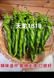 天龙1818螺丝椒种子全螺旋麻面