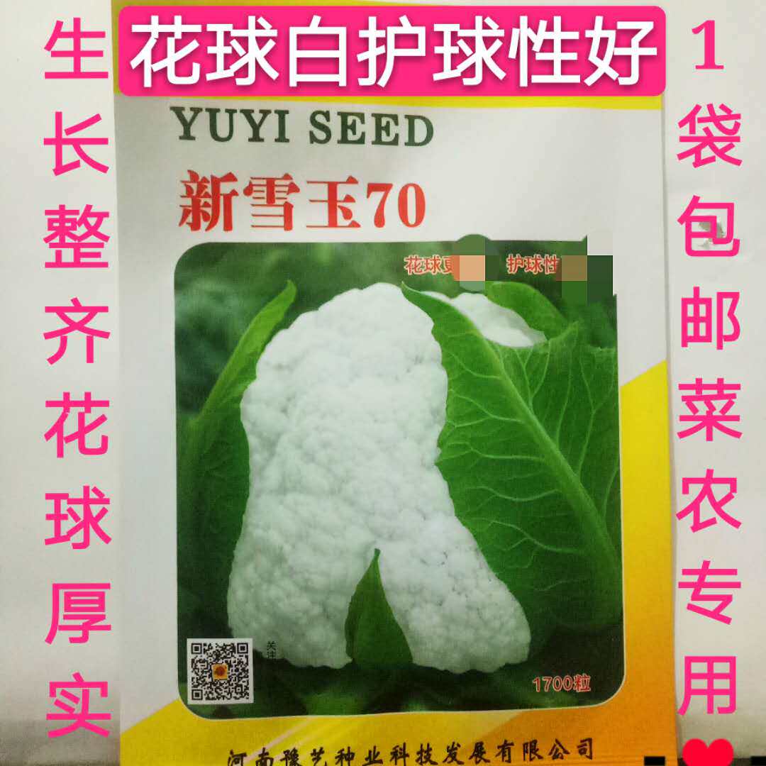 白菜花种子秋季抗病高产 河南豫艺种业新雪玉70花椰菜种子1700粒