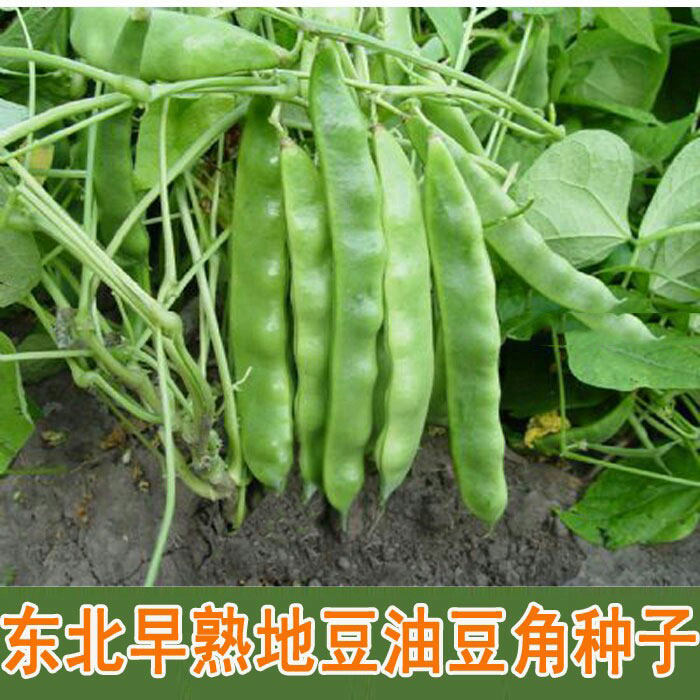 不架东北地油豆角种子地霸早熟一点红扁片春季夏秋季优质蔬菜散装