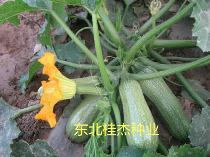 大西葫芦种子菜农专用庭院小菜园栽种老品种抗病优质春季秋季蔬菜 鲜花速递/花卉仿真/绿植园艺 家庭园艺种子 原图主图