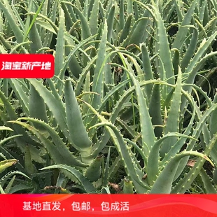 龙爪菊防辐射芦荟盆栽木立芦荟日本芦荟多肉包邮芦荟粉消炎庭院