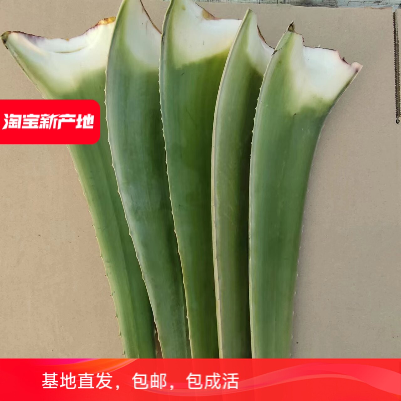 芦荟叶片库拉索芦荟特大灌肤专用室内植物补水祛伤疤痘印新鲜护发