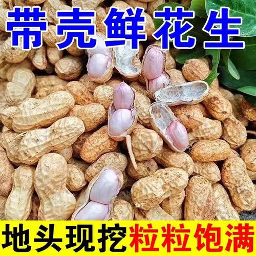 26年河南头茬现挖带壳新鲜好花生
