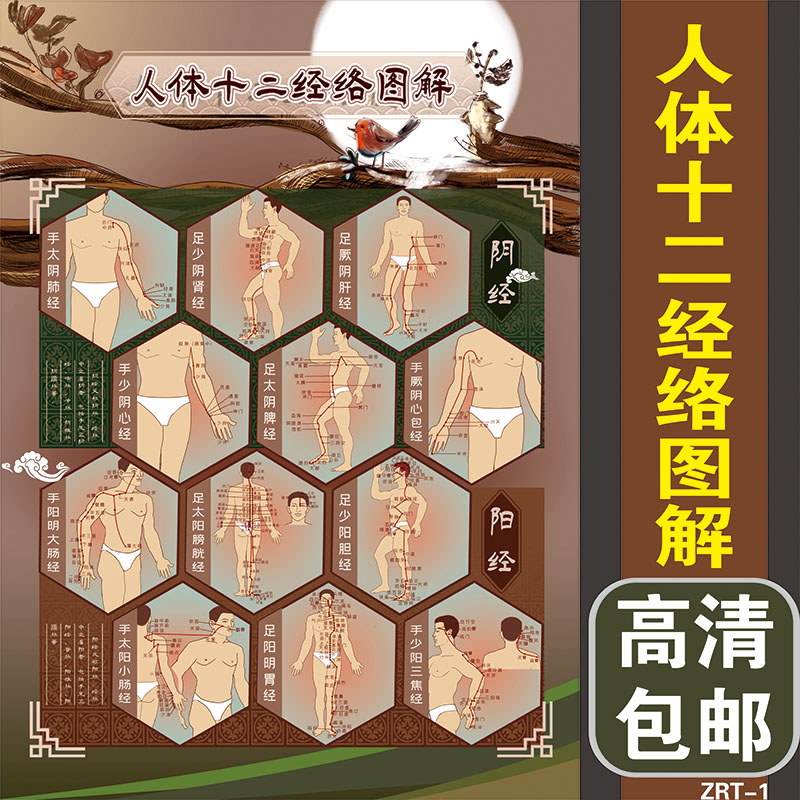 中医养生人体十二阴阳经络穴位图解海报墙贴推拿按摩针灸带胶挂图