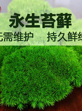 永生苔藓植物墙大灰白发藓干花青苔造景室内枯山水景观仿真假苔藓