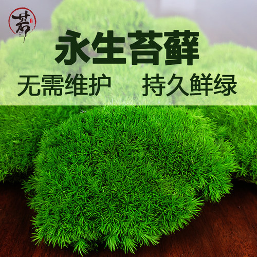 永生苔藓仿真苔藓草皮无需维护