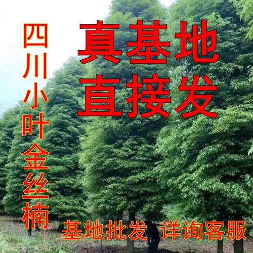 正宗名贵金丝楠木批发处理