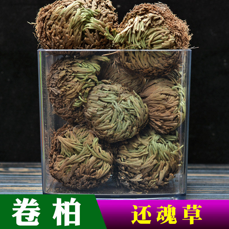 卷柏中药材九死还魂草晒干野生卷柏草长生草不死草盆栽遇水活
