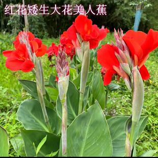 矮生大花美人蕉花苗易活阳台庭院花境多年生耐寒观赏室外盆栽花卉