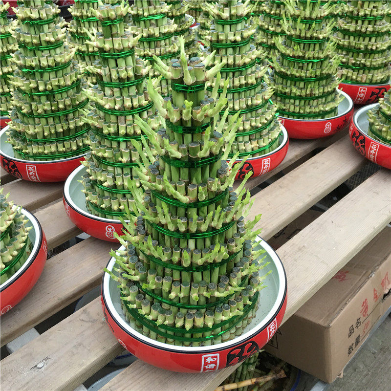 步步高升节节高竹子盆栽室内净化空气去甲醛富贵竹转运竹好养绿植