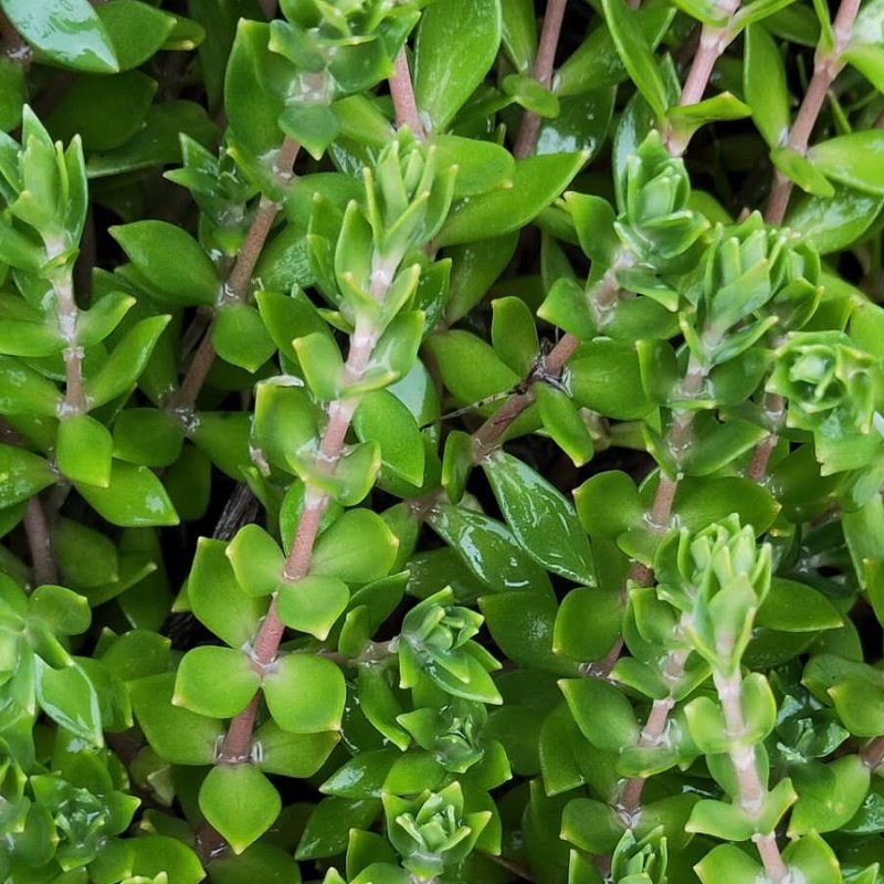 贵州正宗新鲜垂盆草盆栽观赏及食用植物庭院花卉书房客厅好评如潮