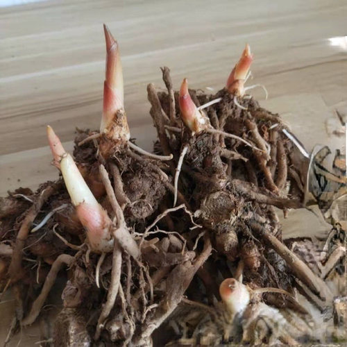 贵州品种洋荷盆栽食用