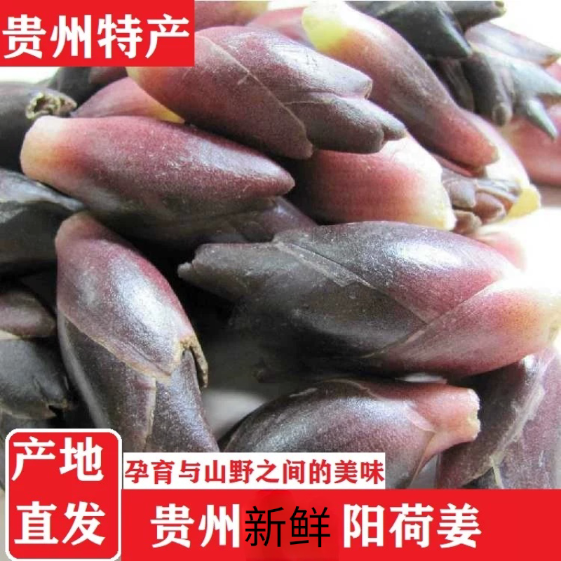 贵州阳荷新鲜采摘食用阳荷姜洋河茗荷洋藿农家菜自种当季采摘包邮