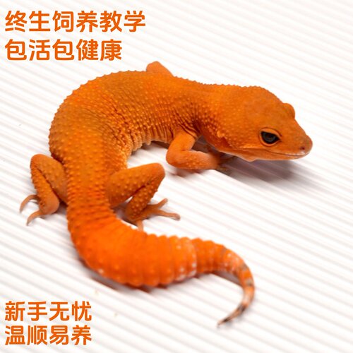 豹纹守宫网红宠物小型温顺新手