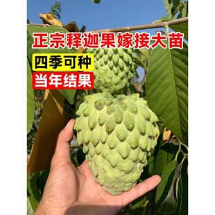 释迦果苗树带果台湾凤梨嫁接果树果苗榴莲庭院南方种植盆栽地栽苗