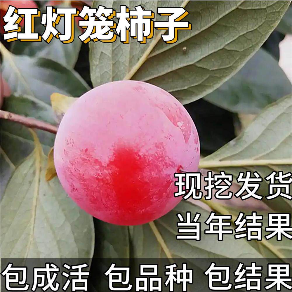 红灯笼柿子苗树庭院果树特大号耐寒盆栽嫁接软糯甜柿果苗当年结果