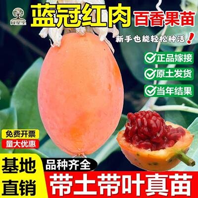 蓝冠红肉百香果嫁接果树