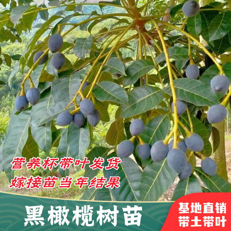 黑橄榄苗乌橄榄嫁接工艺橄榄树苗南方庭院盆地栽带土带叶当年结果