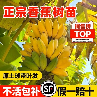 香蕉树苗盆栽地栽芭蕉粉蕉耐寒矮化香蕉苗南方北方四季庭院果树苗