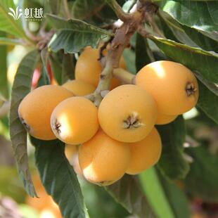 枇杷树虹越白沙枇杷虹越庭院水果树苗家庭果盆栽两广南方种植