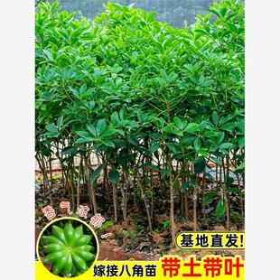 嫁接八角树苗矮化高产大红罗马木王东荣八角苗茴香大料树当年结果