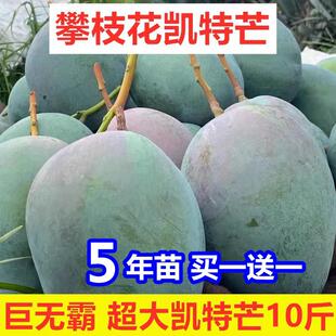 嫁接四川攀枝花凯特芒果苗巨无霸大果树苗盆栽凯特甜芒果产量高