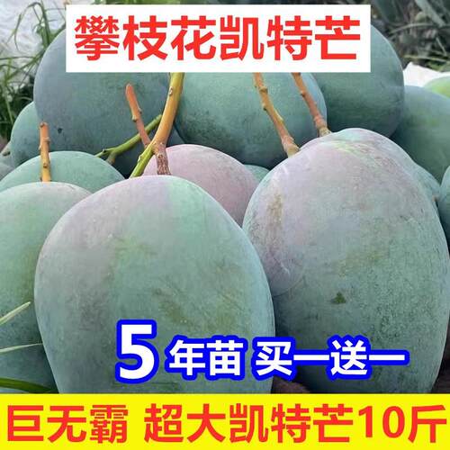 嫁接四川攀枝花凯特芒果