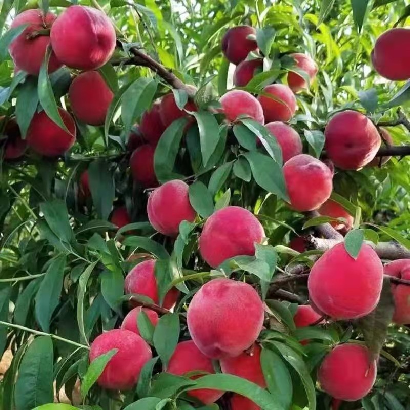 血桃树果苗嫁接特大水蜜桃南方北方种植果树果苗庭院地栽当年结果