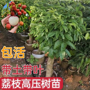 高压荔枝苗老桩荔枝冰荔白糖罂妃子笑桂味仙进奉无核果树当年结果