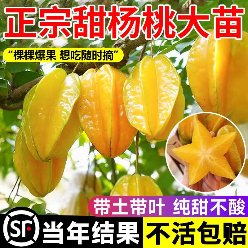 四季甜杨桃树果苗杨梅阳桃黄桃树树苗甜盆栽南方北方种植名贵果树