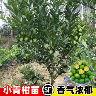 海南小青柑青金桔树苗盆栽嫁接苗青柠檬无核柑橘水果树苗当年结果