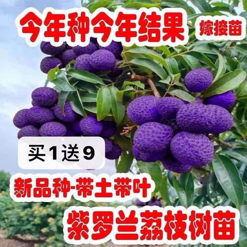 无籽荔枝嫁接苗耐寒耐旱