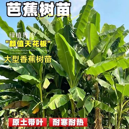 芭蕉树绿植盆栽庭院香蕉树苗大型北方室外内耐寒植物户外大叶巴蕉