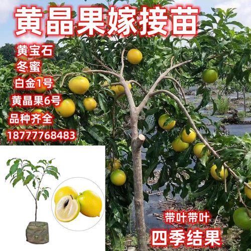黄晶果嫁接苗带土当年结果