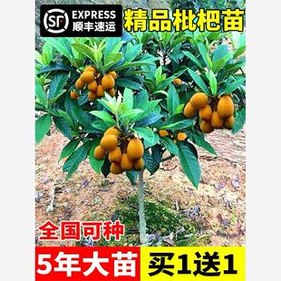 无核枇杷苗树特大砂糖大五星果树苗嫁接枇杷苗当年结果南北方种植