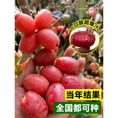 羊奶果苗嫁接盆栽特大甜果树德甜二号杨奶果树胡颓子苗南北方庭院