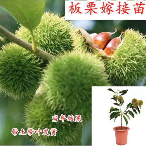 嫁接板栗树苗大红袍各种稀有水果