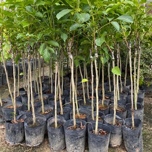 正宗乌榄苗小核黑橄榄苗吊思茅乌橄榄苗嫁接果树苗盆栽地栽果树苗