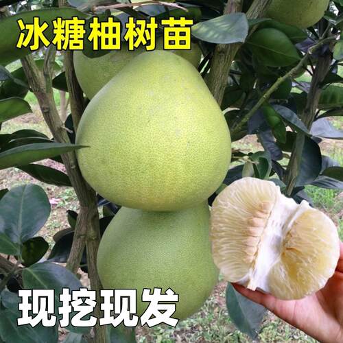 柚子树苗冰糖柚果树苗白心蜜柚树苗南北方庭院阳台栽种大苗带土球