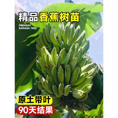 香蕉树苗盆栽地栽芭蕉粉蕉耐寒矮化香蕉苗南方北方四季庭院果树苗